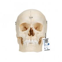 "Bonelike" žmogaus kaukolės kaulų modelis, 6 dalys