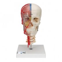 "Bonelike" žmogaus kaukolės modelis, pausiau skaidrus, pusiau kaulinias, su smegenimis ir slanksteliais