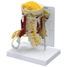 Deluxe kaklo slankstelių modelis su raumenimis