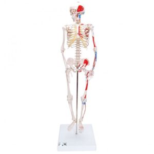 Mini žmogaus skeletas (piešti raumenys, pritvirtinatas prie dubens, pusė realaus dydžio)