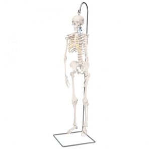 Mini žmogaus skeleto modelis ant stovo