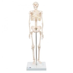 Mini žmogaus skeleto modelis, trumpas, pusė realaus dydžio